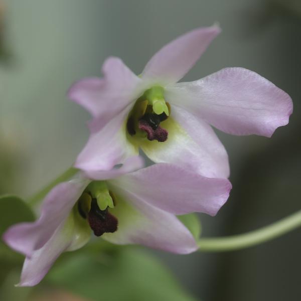 OrchidejeFM2013_21