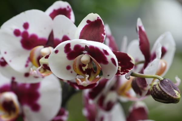 OrchidejeFM2013_24