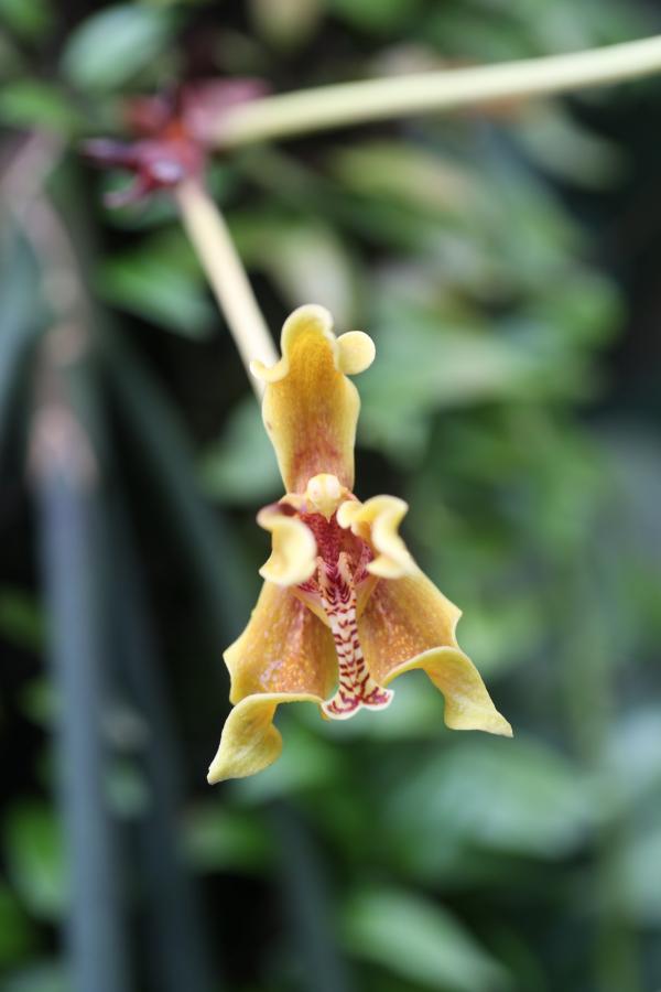 OrchidejeFM2013_25