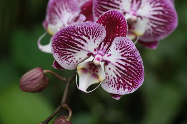 OrchidejeFM2013_26