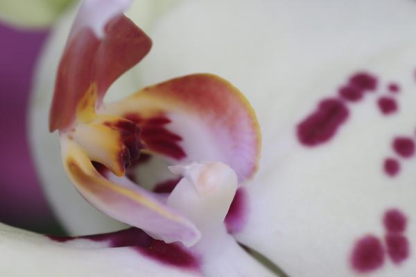 OrchidejeFM2013_27