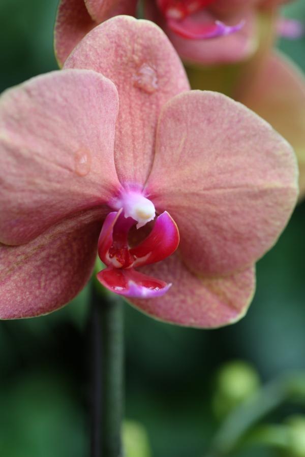 OrchidejeFM2013_28