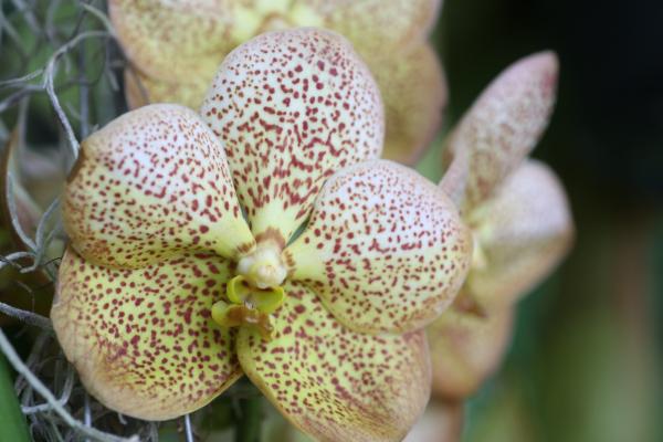 OrchidejeFM2013_29