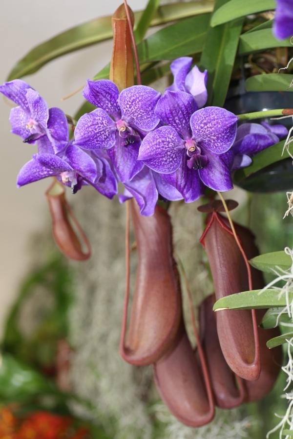 OrchidejeFM2013_30