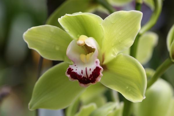 OrchidejeFM2013_34