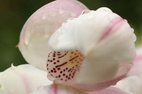 OrchidejeFM2013_35