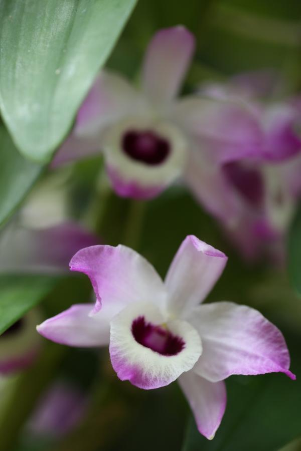 OrchidejeFM2013_37