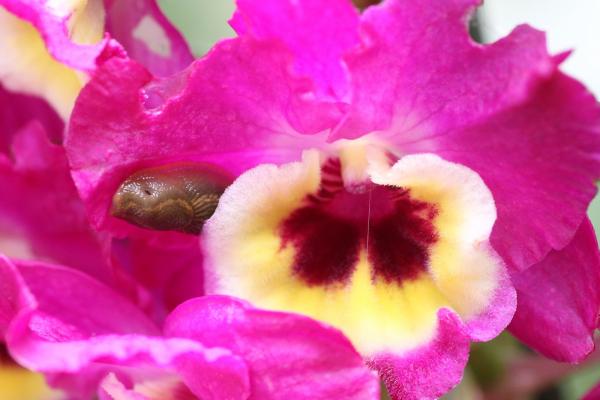 OrchidejeFM2013_38