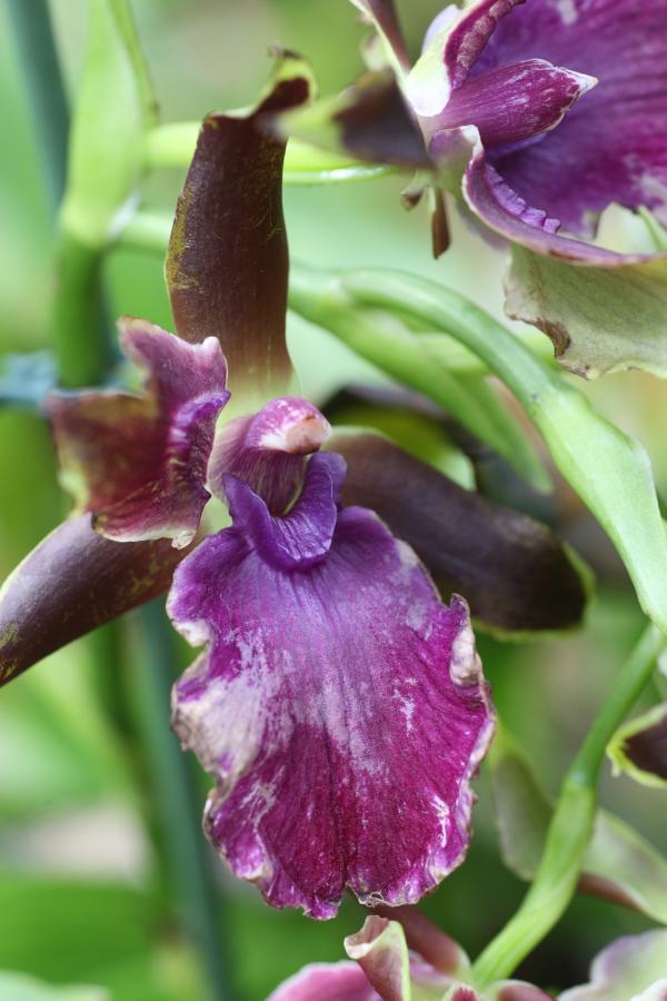 OrchidejeFM2013_43