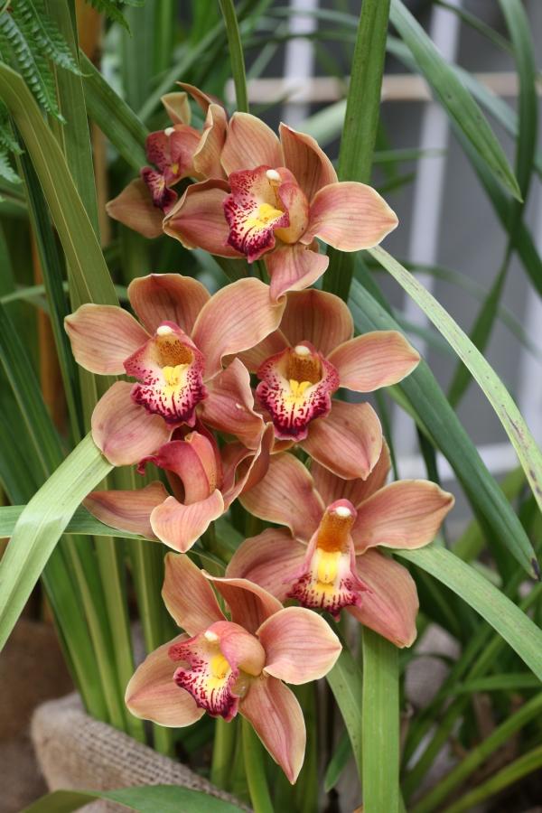 OrchidejeFM2013_44