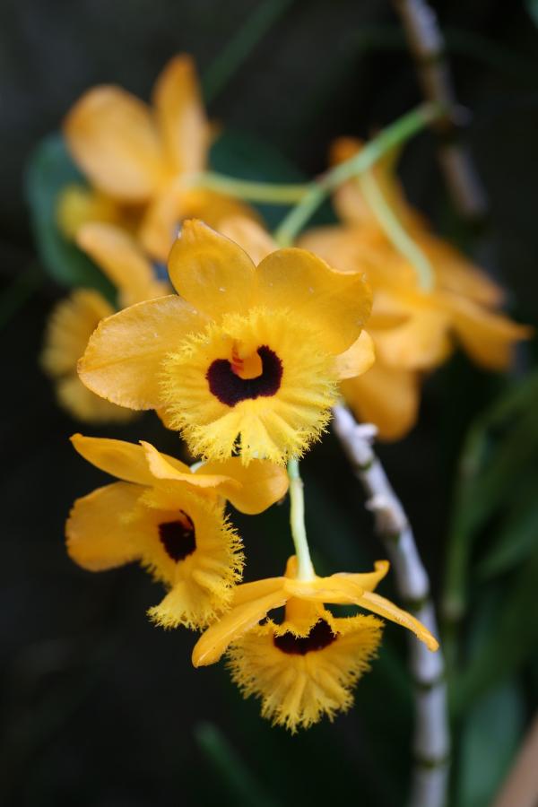 OrchidejeFM2013_45