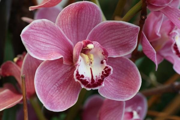 OrchidejeFM2013_46