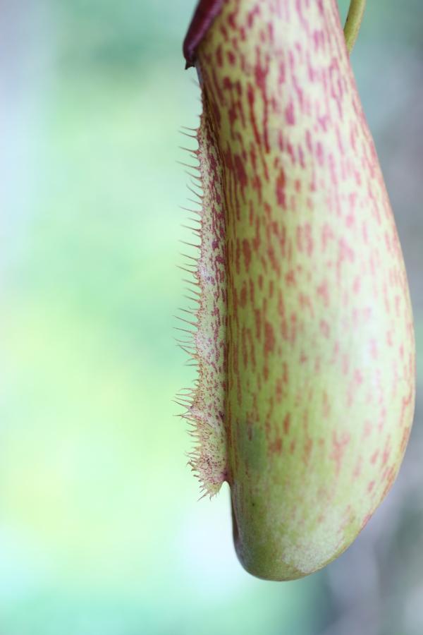 OrchidejeFM2013_47