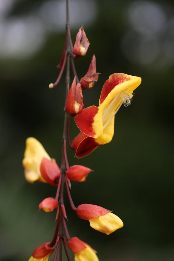 OrchidejeFM2013_49