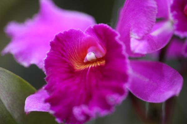 OrchidejeFM2013_51