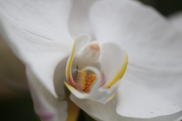 OrchidejeFM2013_52