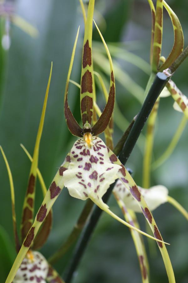 OrchidejeFM2013_61