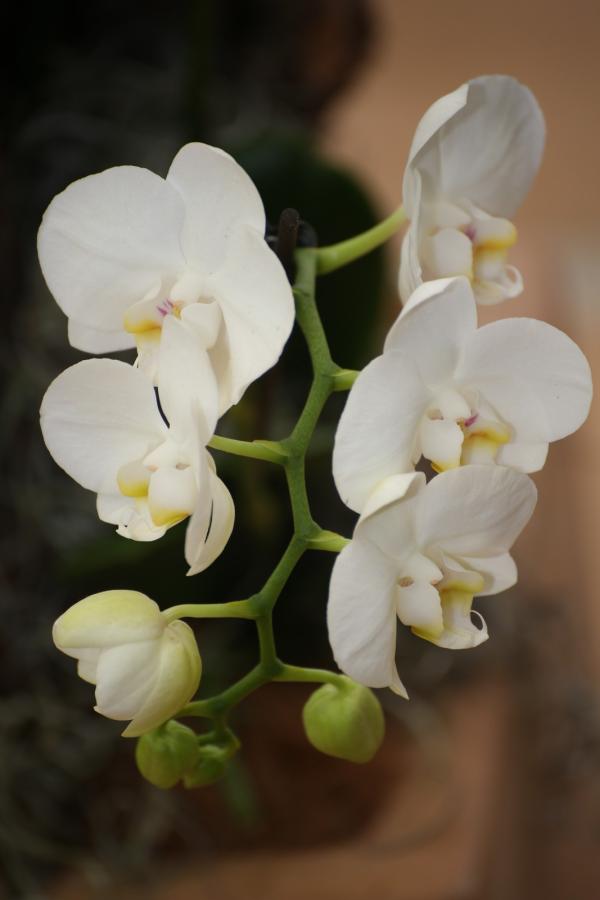 OrchidejeFM2013_62