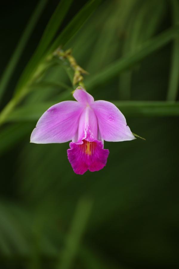 OrchidejeFM2013_66