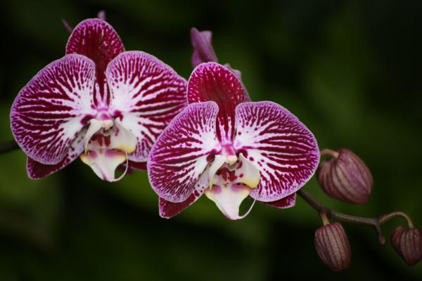 OrchidejeFM2013_67