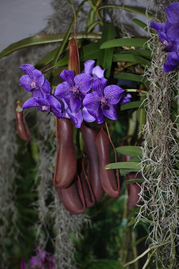 OrchidejeFM2013_70