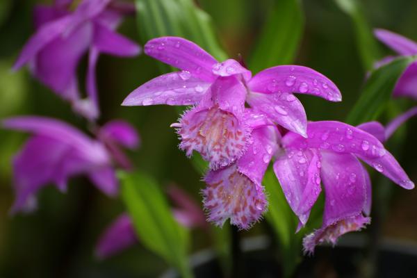 OrchidejeFM2013_72