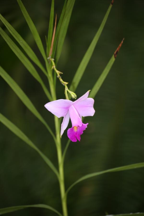 OrchidejeFM2013_74