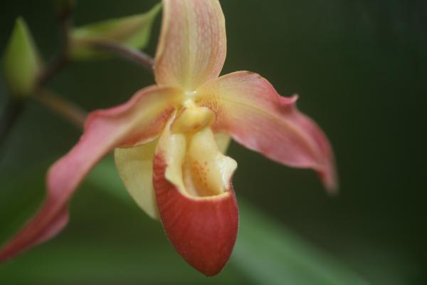 Orchideje201406