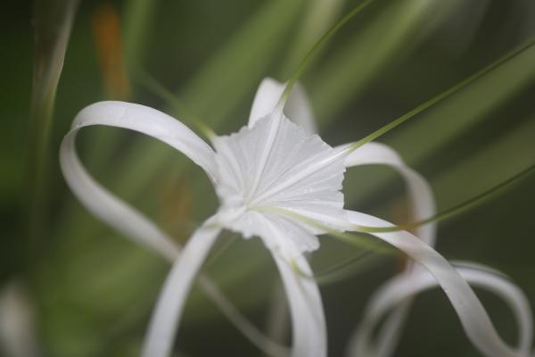 Orchideje201408