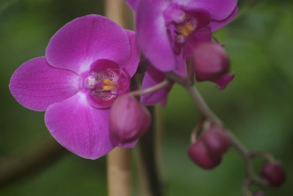 Orchideje201410