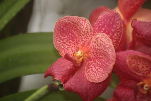 Orchideje201411