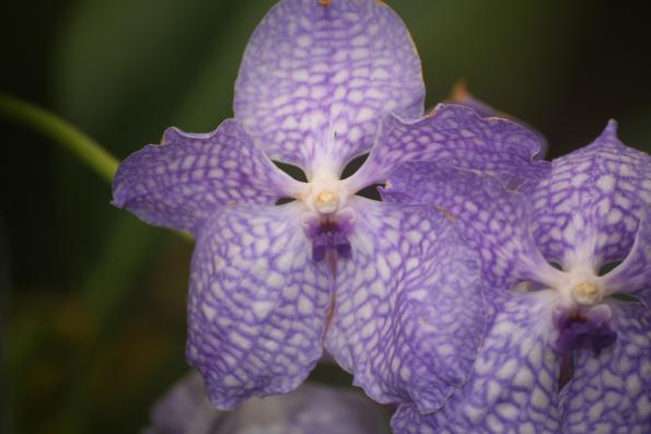 Orchideje201412