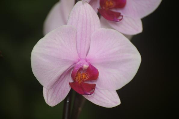 Orchideje201418