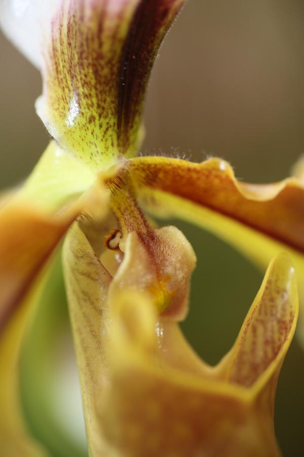 Orchideje201431