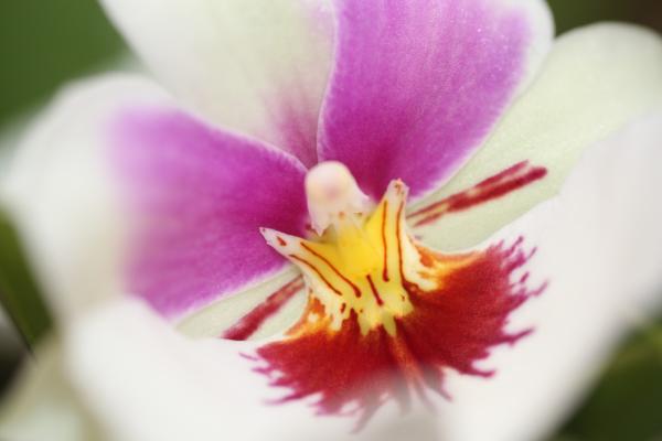 Orchideje201433