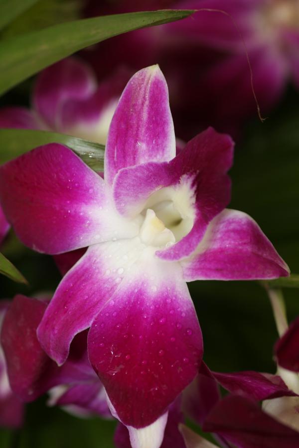 Orchideje201438