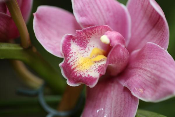 Orchideje201441