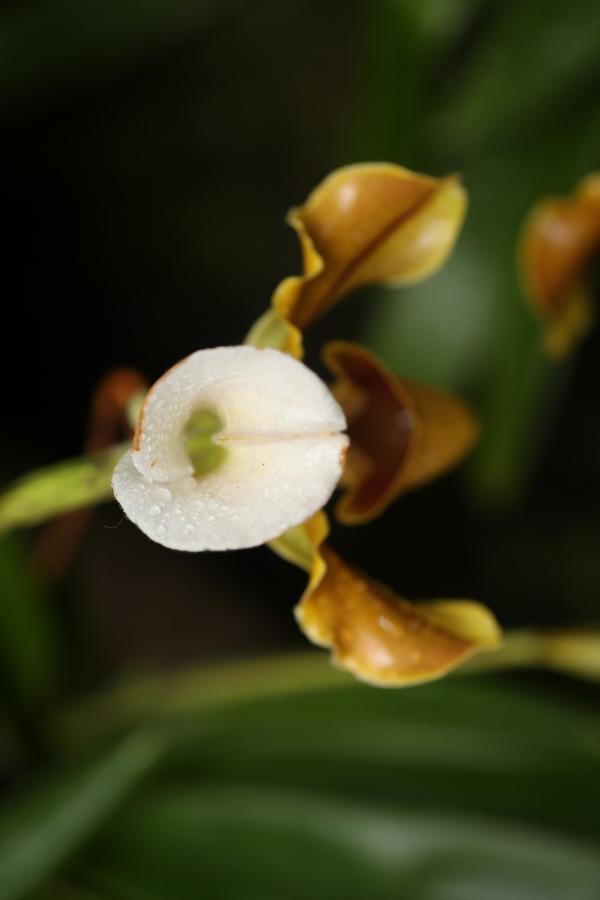 Orchideje201443