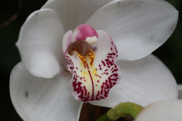 Orchideje201445