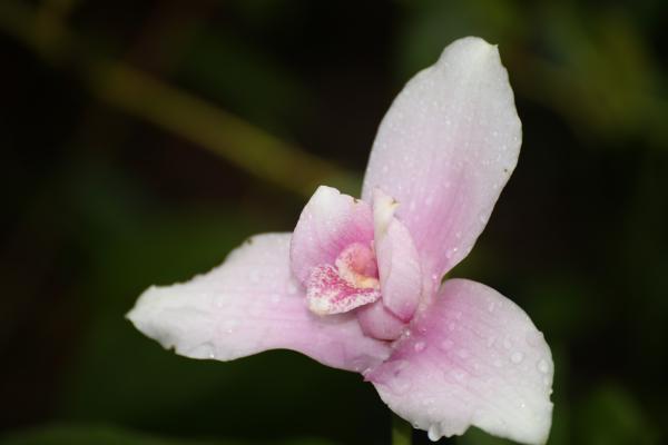 Orchideje201449