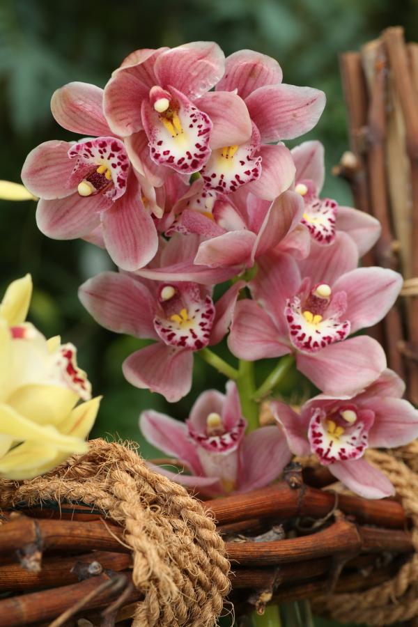 Orchideje201455