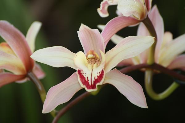 Orchideje201461