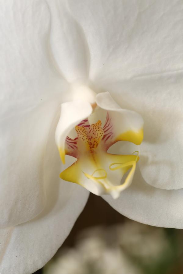 Orchideje201467