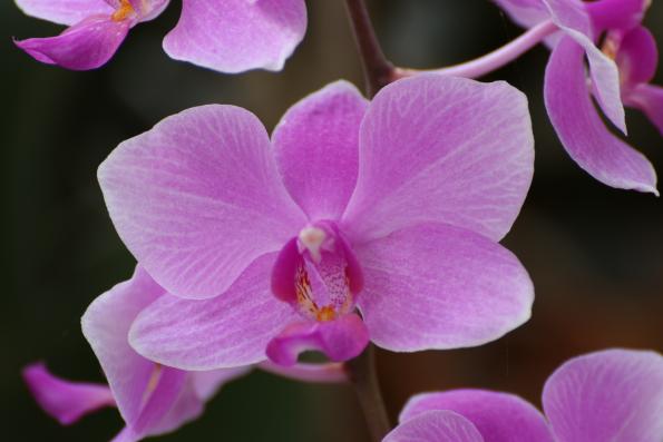 Orchideje2015-02