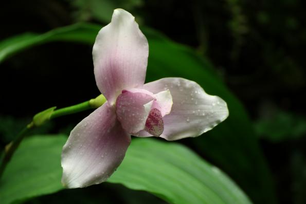 Orchideje2015-07