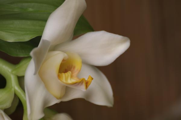 Orchideje2015-21