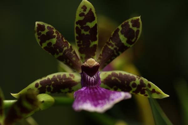 Orchideje2015-25