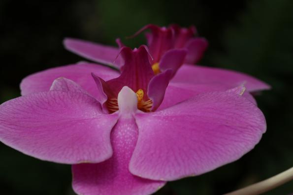 Orchideje2015-26
