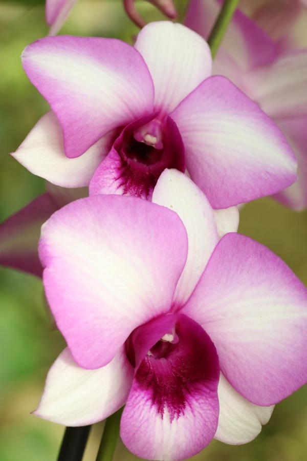 Orchideje2015-34