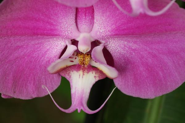 Orchideje2015-35